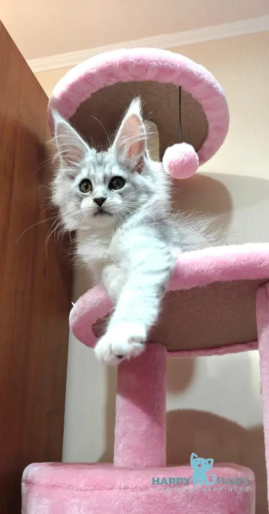 Diana Maine Coon female black silver spotted tabby live animals