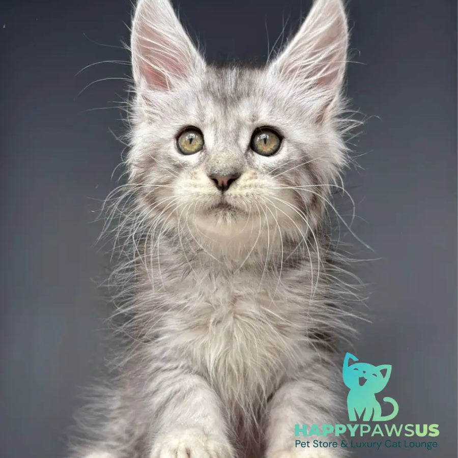 Diana Maine Coon female black silver spotted tabby - live animals