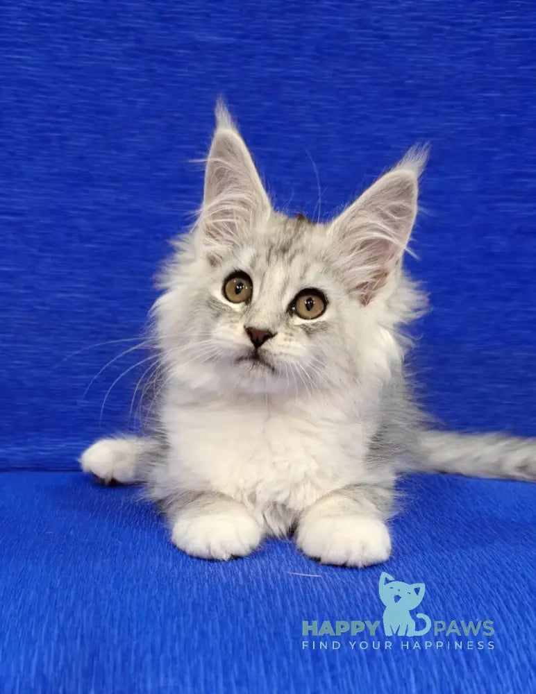 Diana Maine Coon female black silver spotted tabby live animals