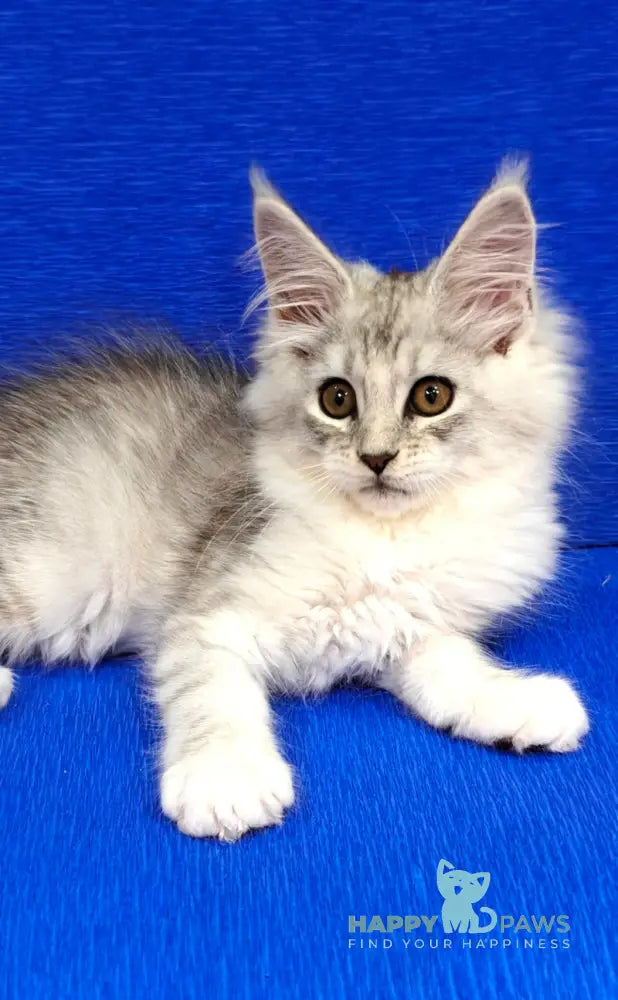 Diana Maine Coon female black silver spotted tabby live animals