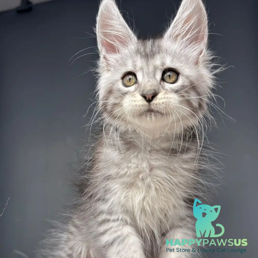 Diana Maine Coon female black silver spotted tabby - live animals