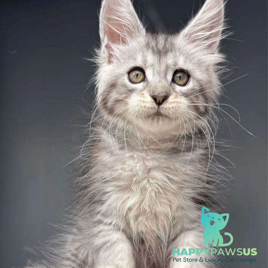Diana Maine Coon female black silver spotted tabby - live animals