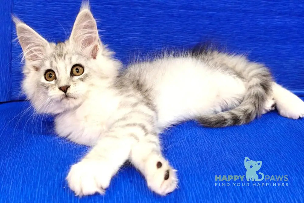 Diana Maine Coon female black silver spotted tabby live animals