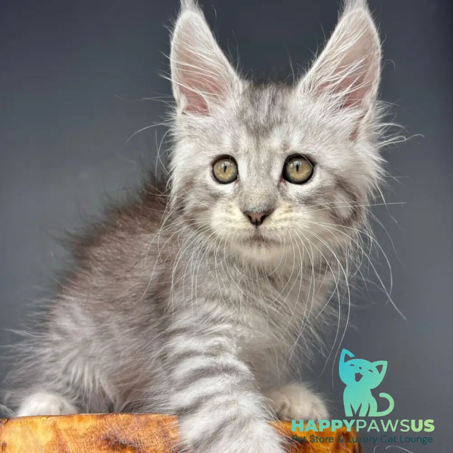Diana Maine Coon female black silver spotted tabby - live animals