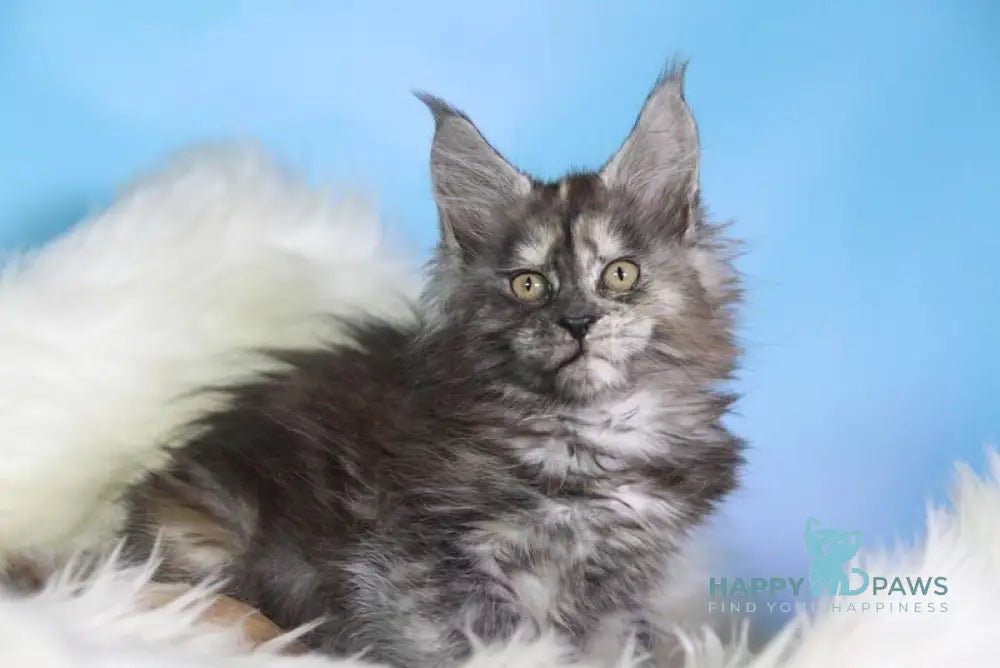 Diana Maine Coon female black tortie silver live animals