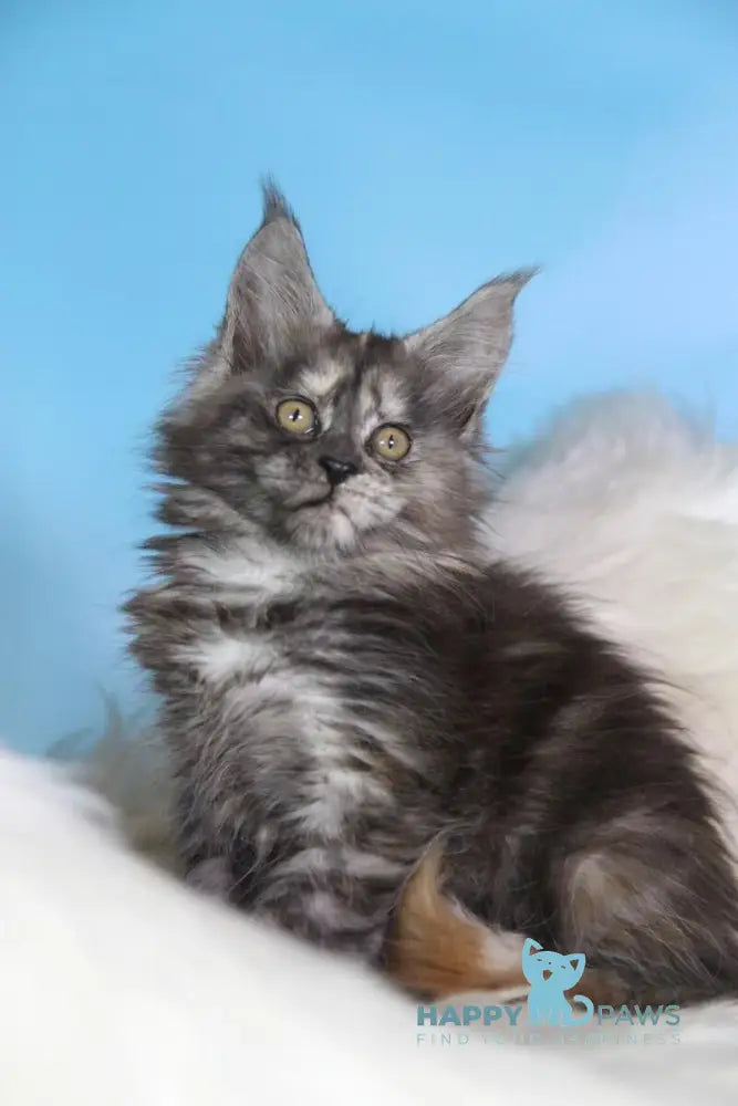 Diana Maine Coon female black tortie silver live animals