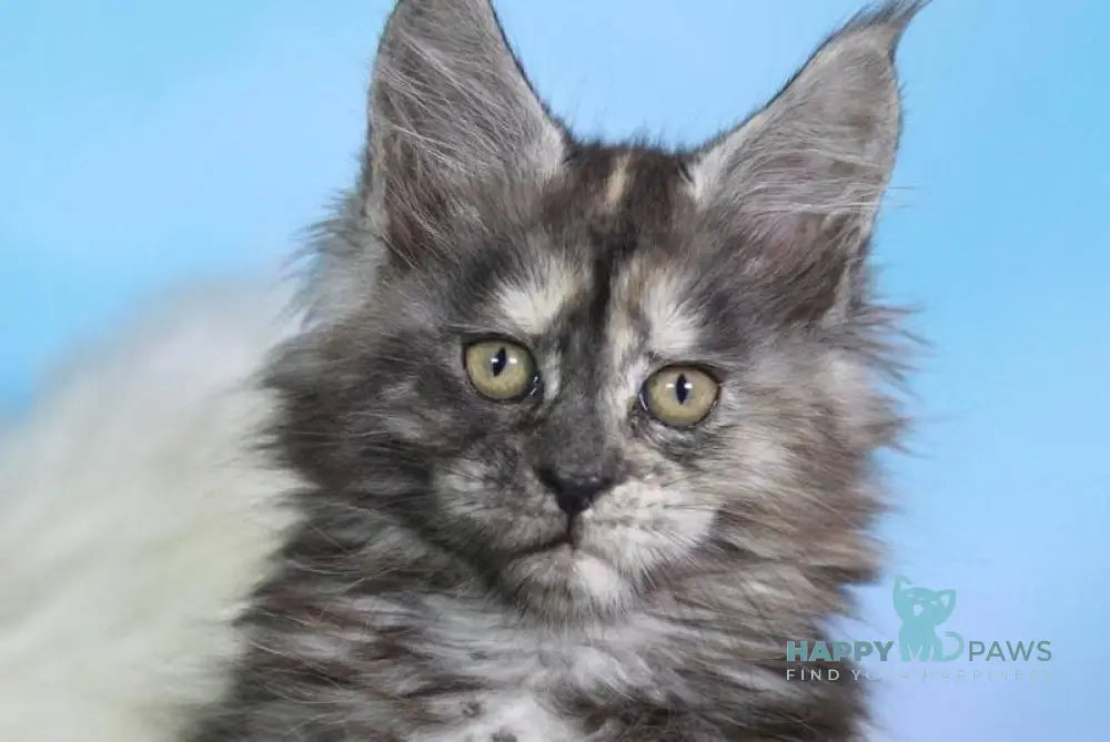 Diana Maine Coon female black tortie silver live animals