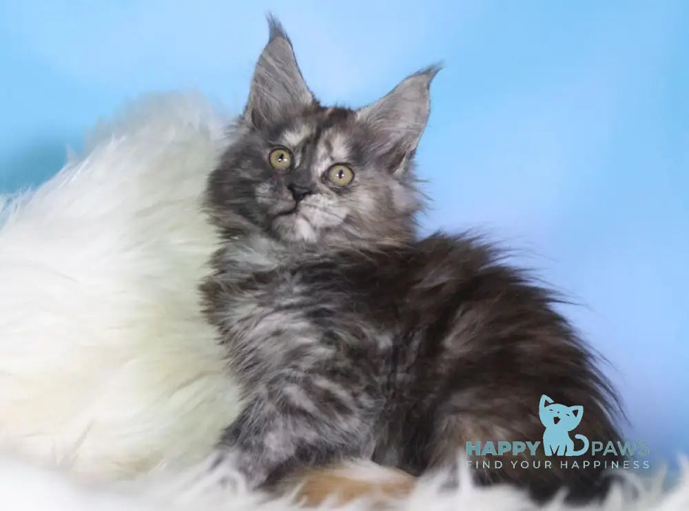 Diana Maine Coon female black tortie silver live animals