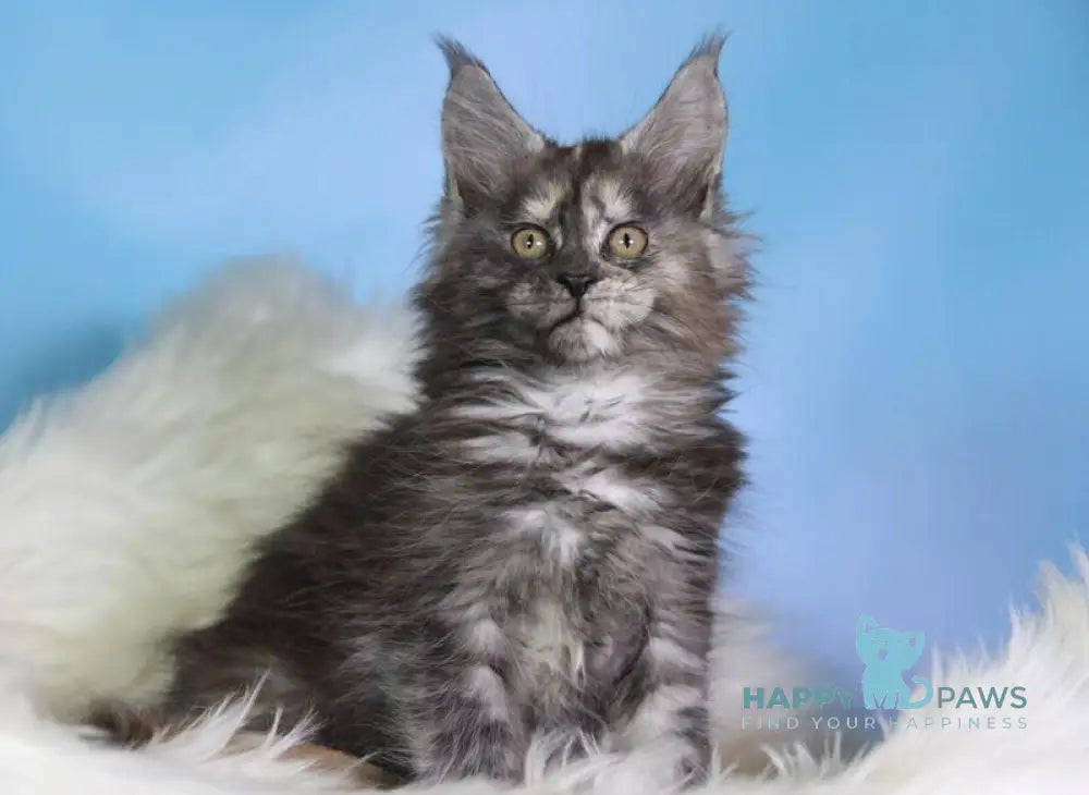 Diana Maine Coon female black tortie silver live animals