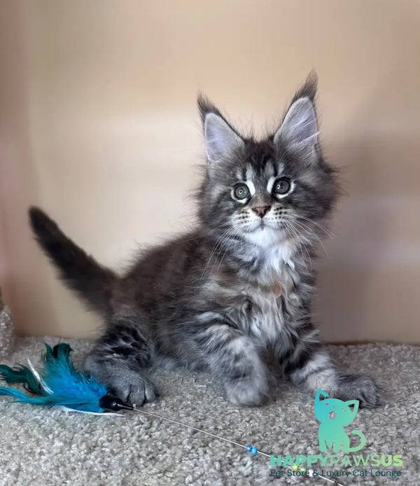 Diana Maine Coon female black tortie tabby - live animals