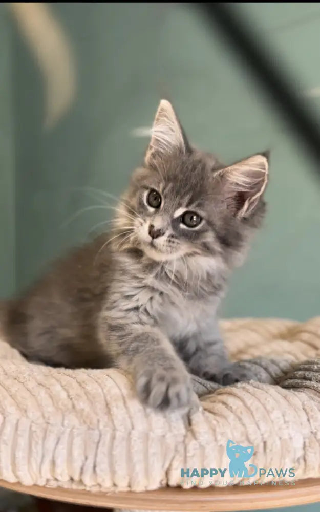 Diana Maine Coon female blue ticked tabby live animals