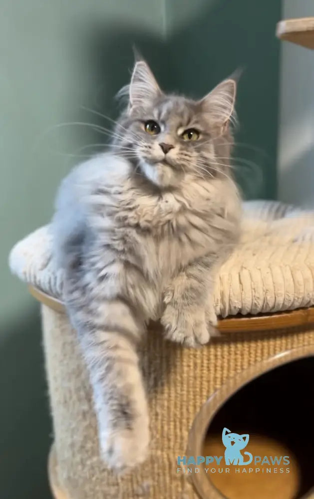 Diana Maine Coon female blue ticked tabby live animals