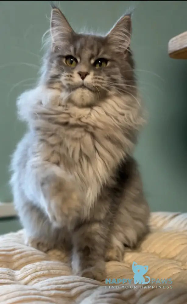 Diana Maine Coon female blue ticked tabby live animals