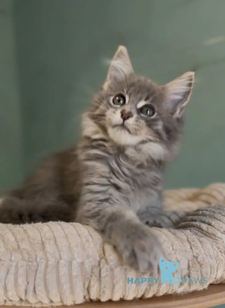 Diana Maine Coon female blue ticked tabby live animals