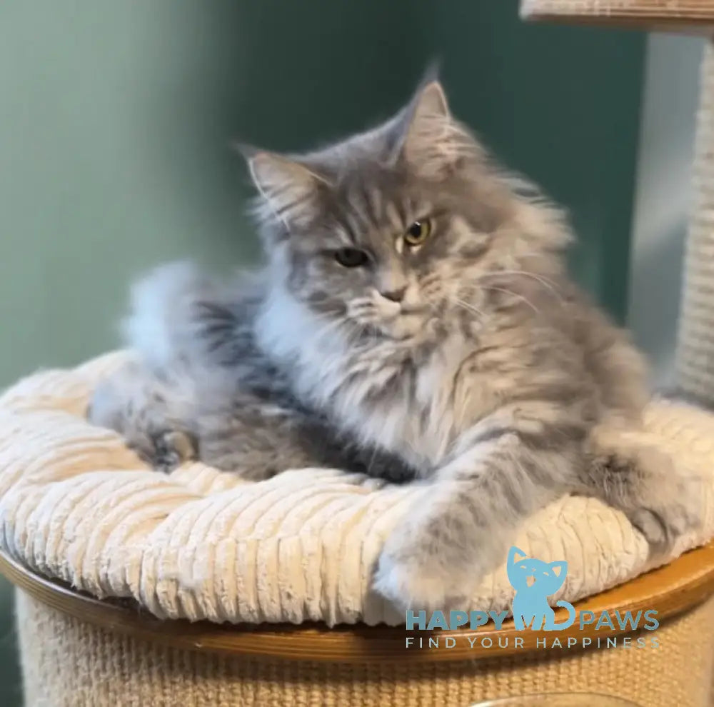 Diana Maine Coon female blue ticked tabby live animals