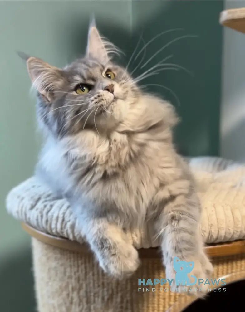 Diana Maine Coon female blue ticked tabby live animals
