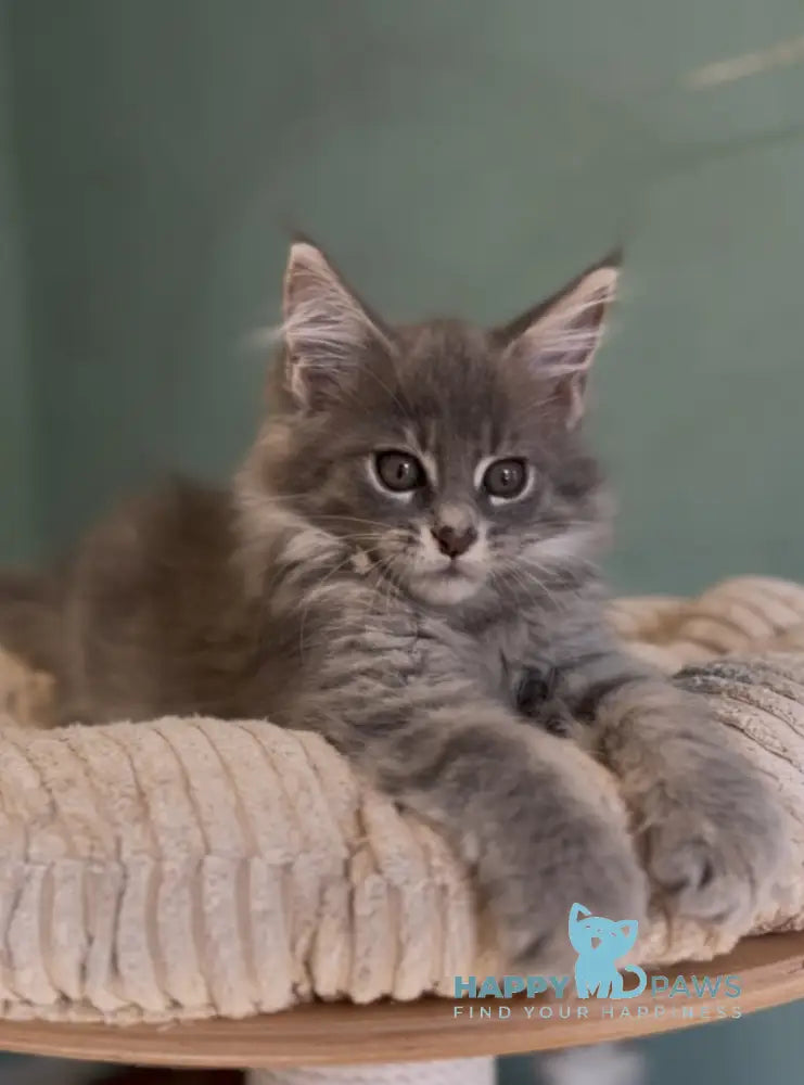 Diana Maine Coon female blue ticked tabby live animals