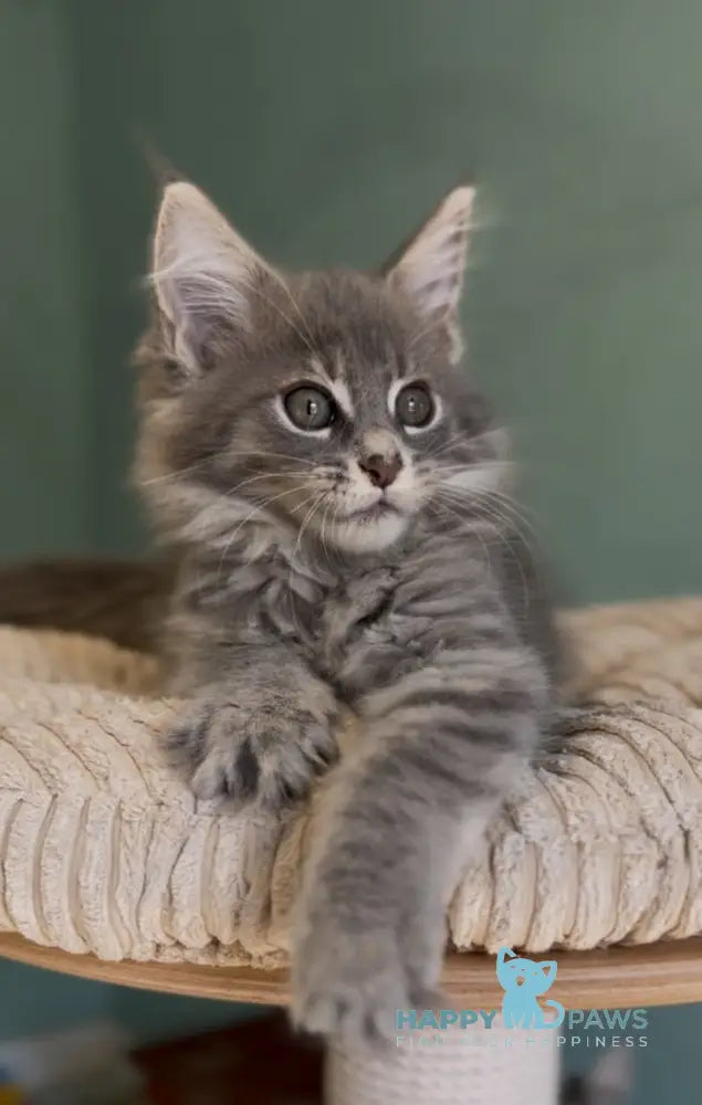 Diana Maine Coon female blue ticked tabby live animals