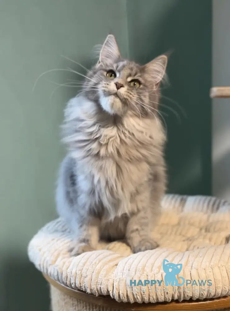 Diana Maine Coon female blue ticked tabby live animals