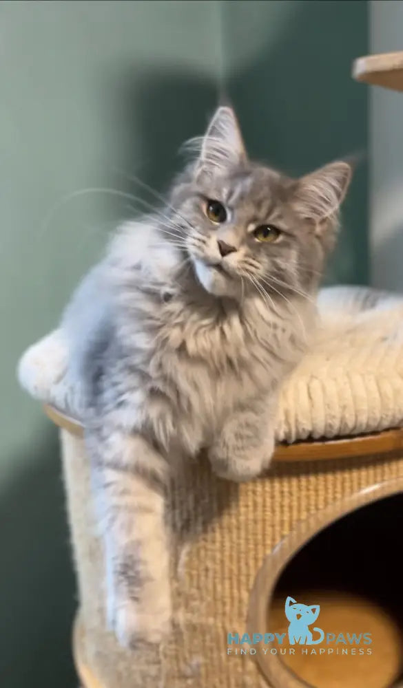 Diana Maine Coon female blue ticked tabby live animals