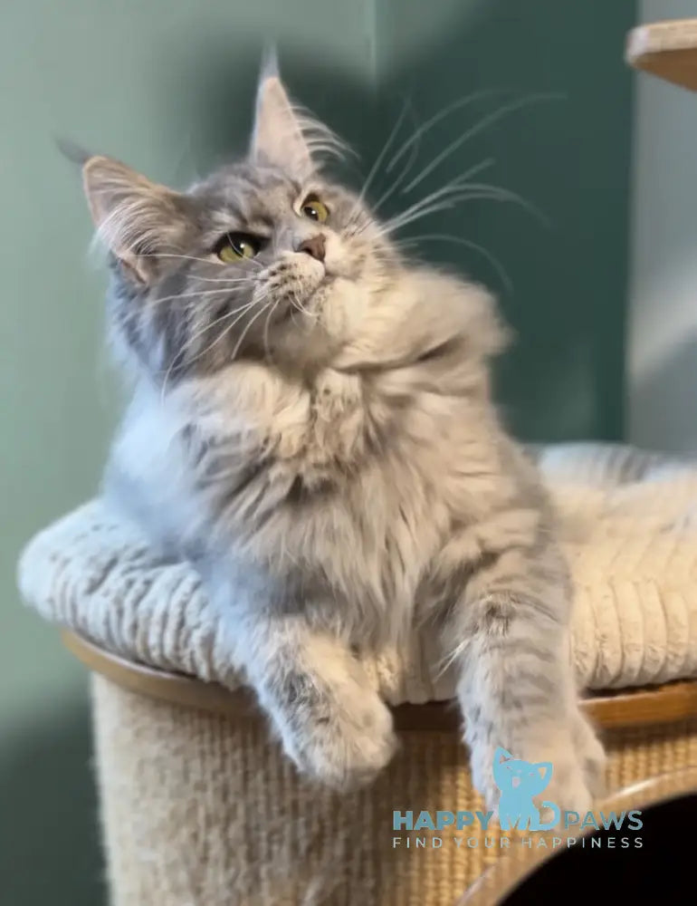 Diana Maine Coon female blue ticked tabby live animals