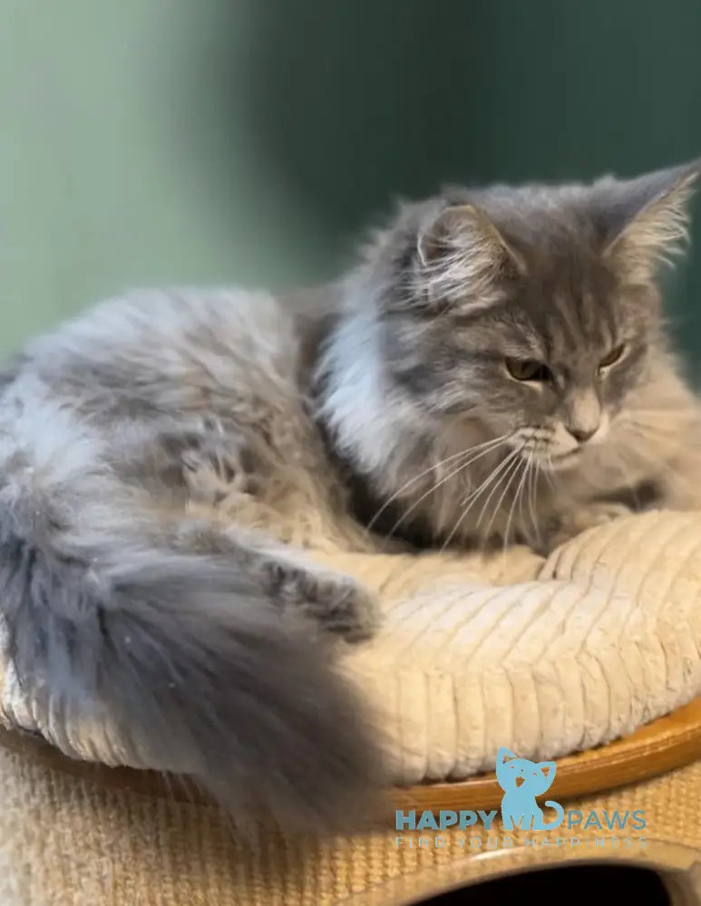 Diana Maine Coon female blue ticked tabby live animals