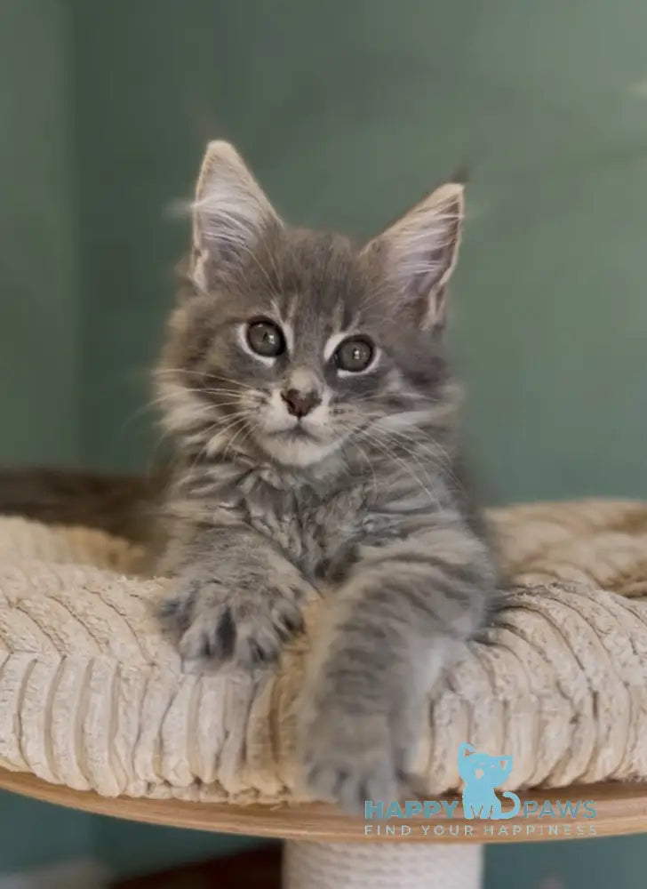 Diana Maine Coon female blue ticked tabby live animals