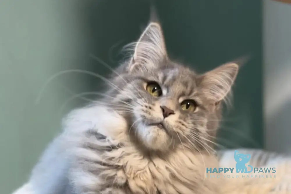 Diana Maine Coon female blue ticked tabby live animals