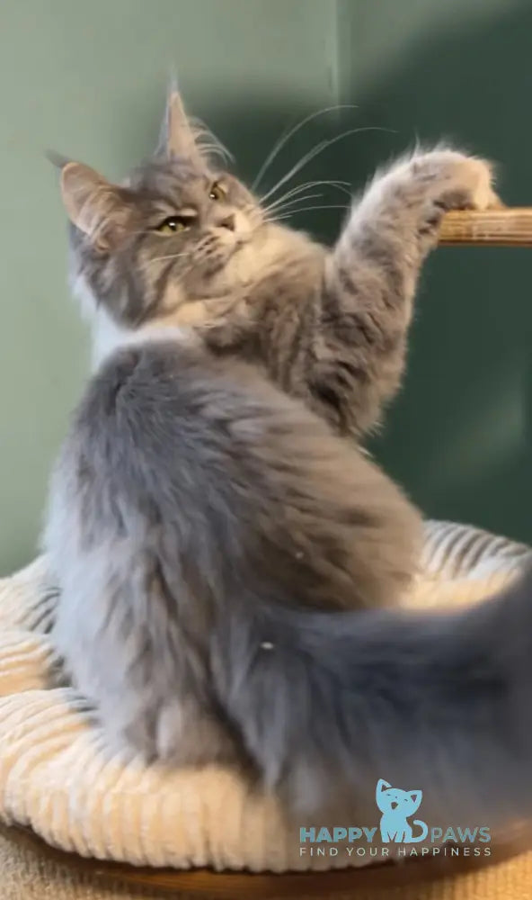 Diana Maine Coon female blue ticked tabby live animals