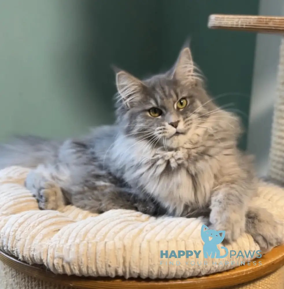 Diana Maine Coon female blue ticked tabby live animals