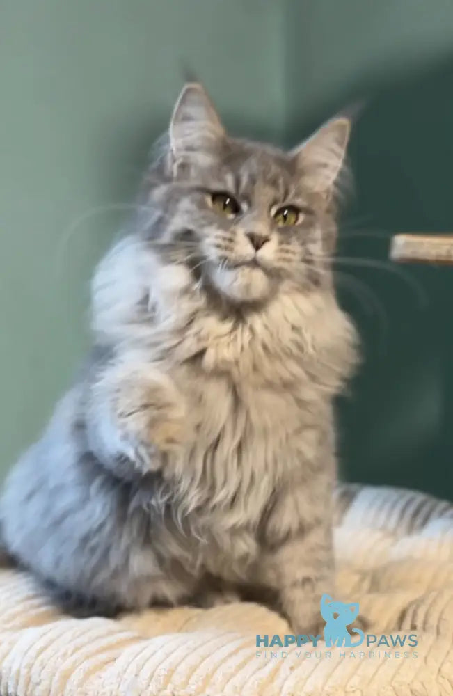 Diana Maine Coon female blue ticked tabby live animals