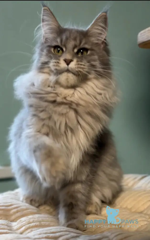 Diana Maine Coon female blue ticked tabby live animals