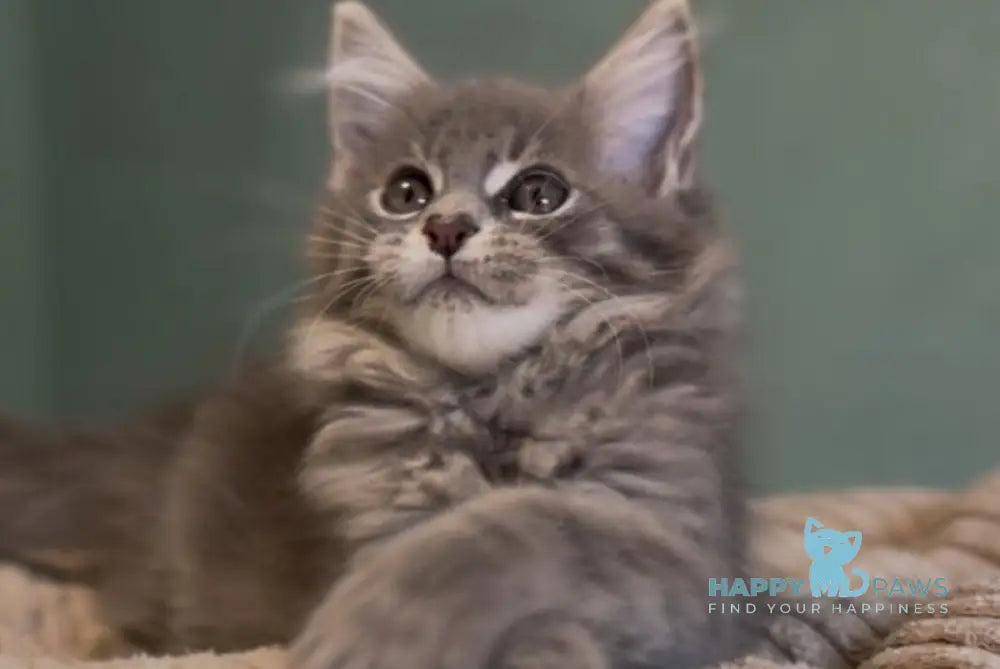 Diana Maine Coon female blue ticked tabby live animals