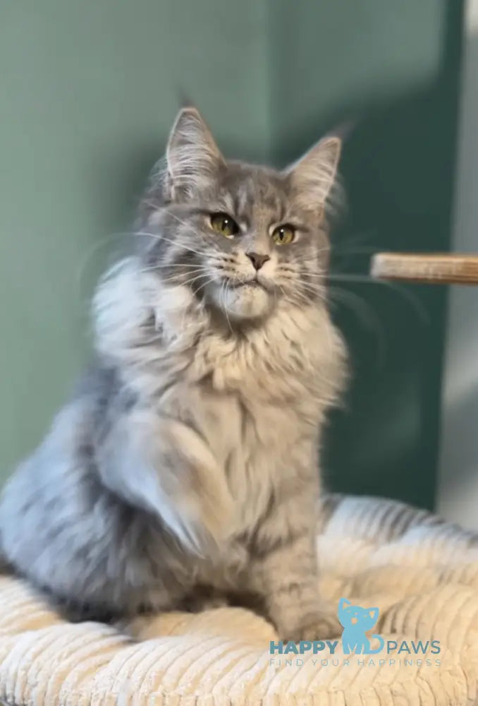 Diana Maine Coon female blue ticked tabby live animals