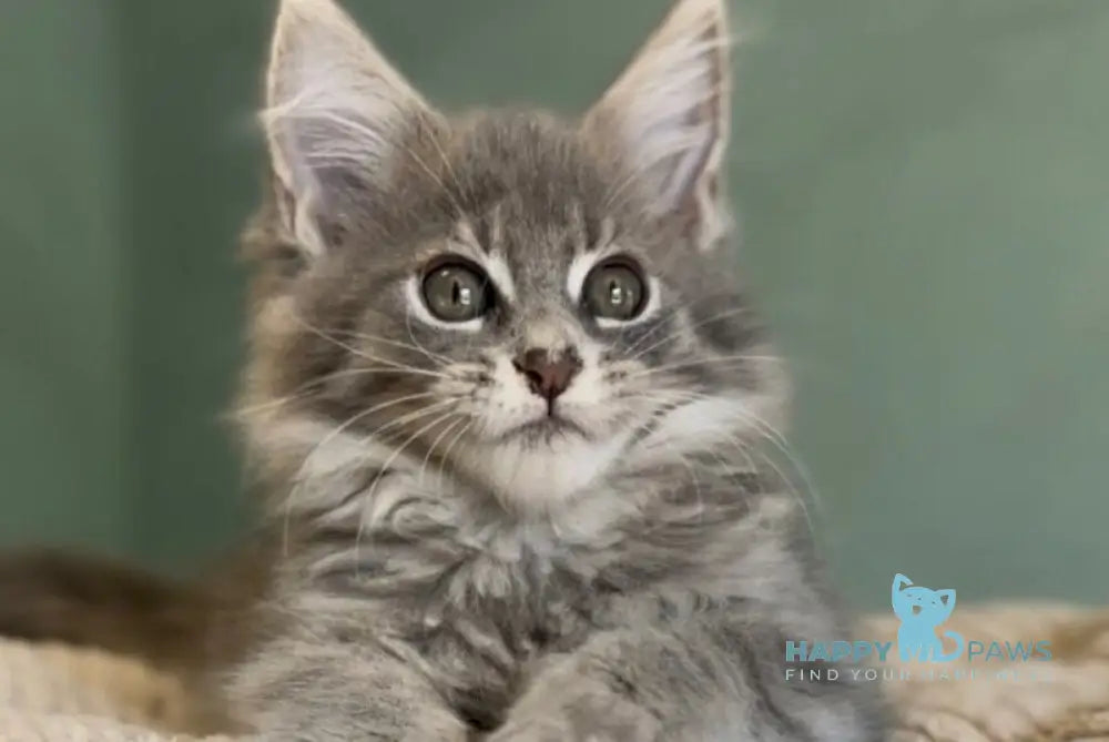 Diana Maine Coon female blue ticked tabby live animals