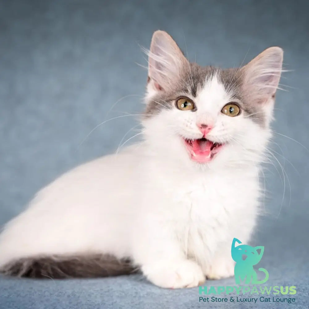 Diana Munchkin female blue tabby harlequin - live animals