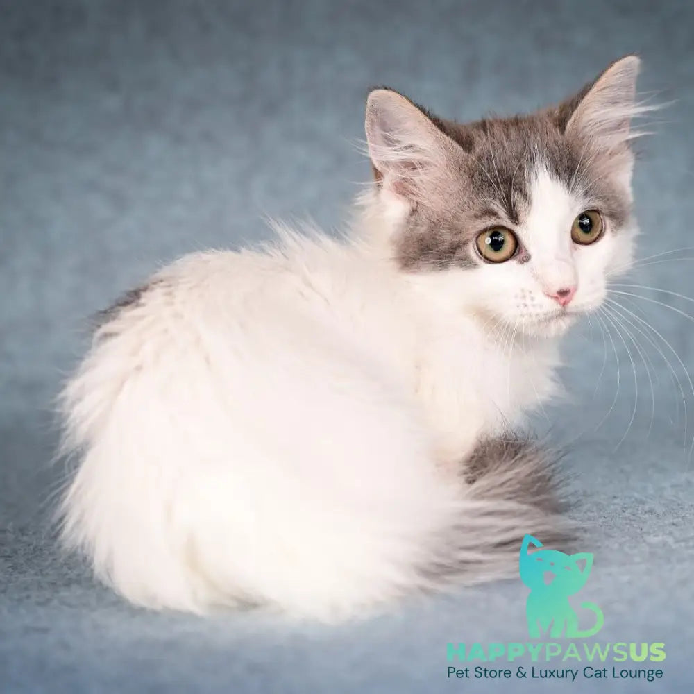 Diana Munchkin female blue tabby harlequin - live animals
