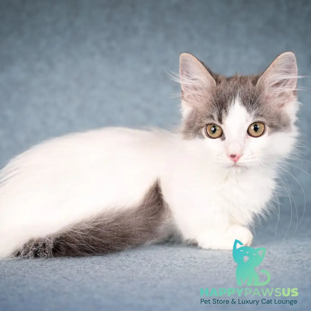Diana Munchkin female blue tabby harlequin - live animals