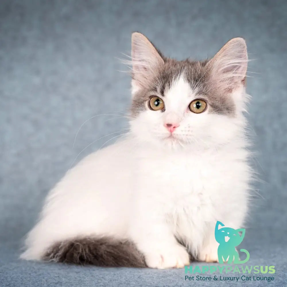 Diana Munchkin female blue tabby harlequin - live animals