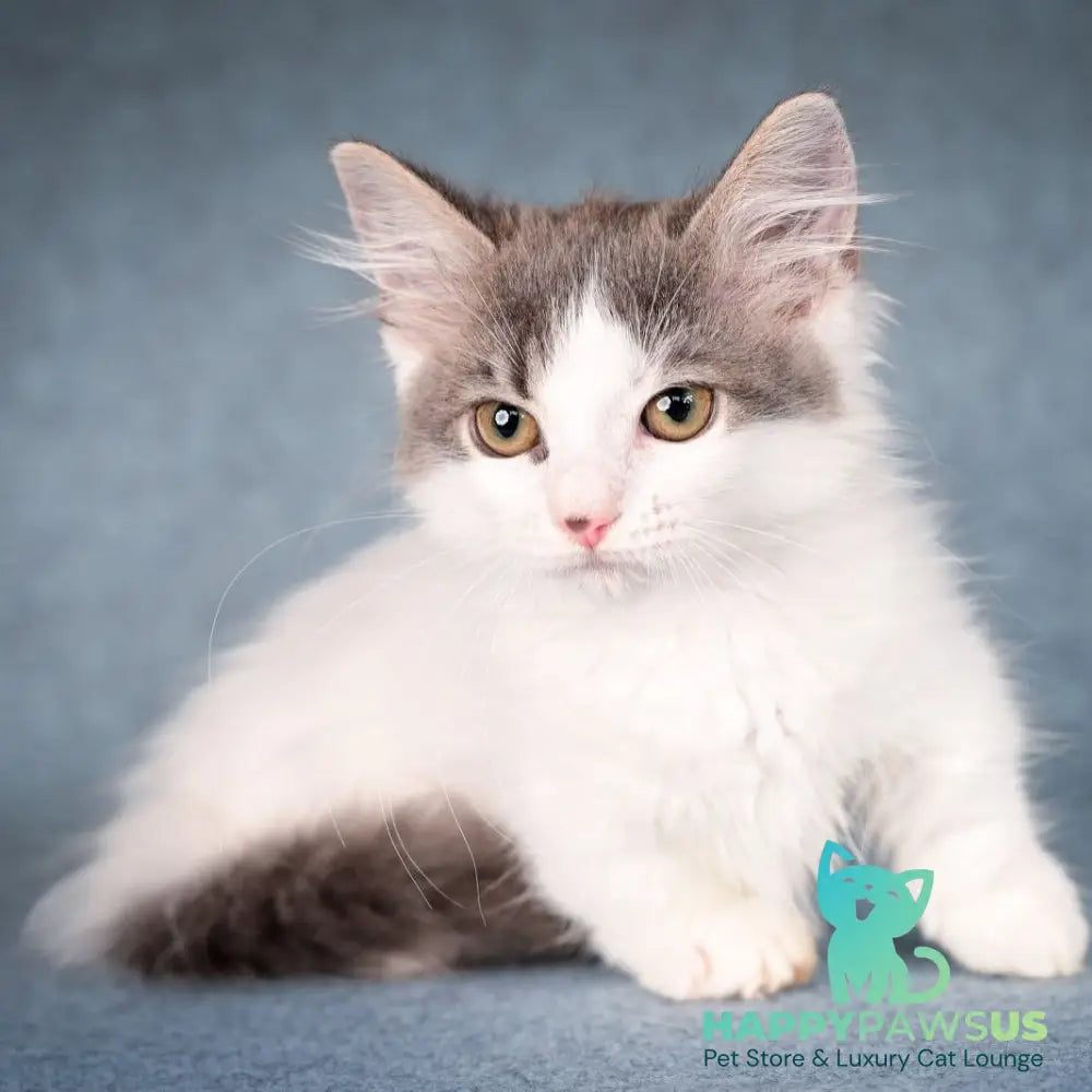 Diana Munchkin female blue tabby harlequin - live animals