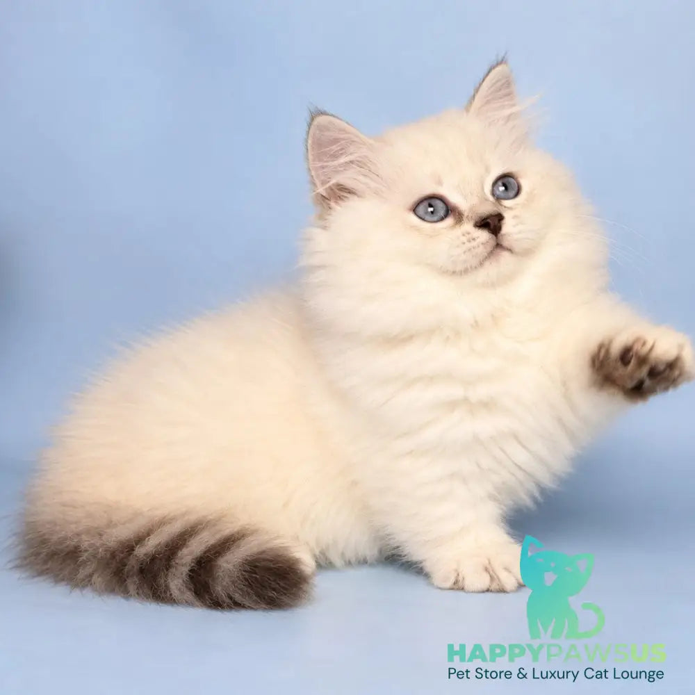 Diana Munchkin female chocolate silver shaded pointed - live animals