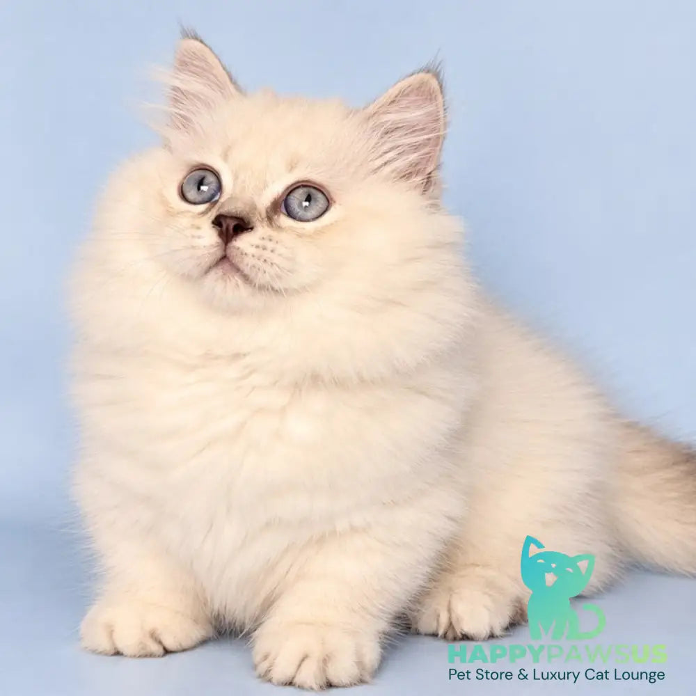 Diana Munchkin female chocolate silver shaded pointed - live animals