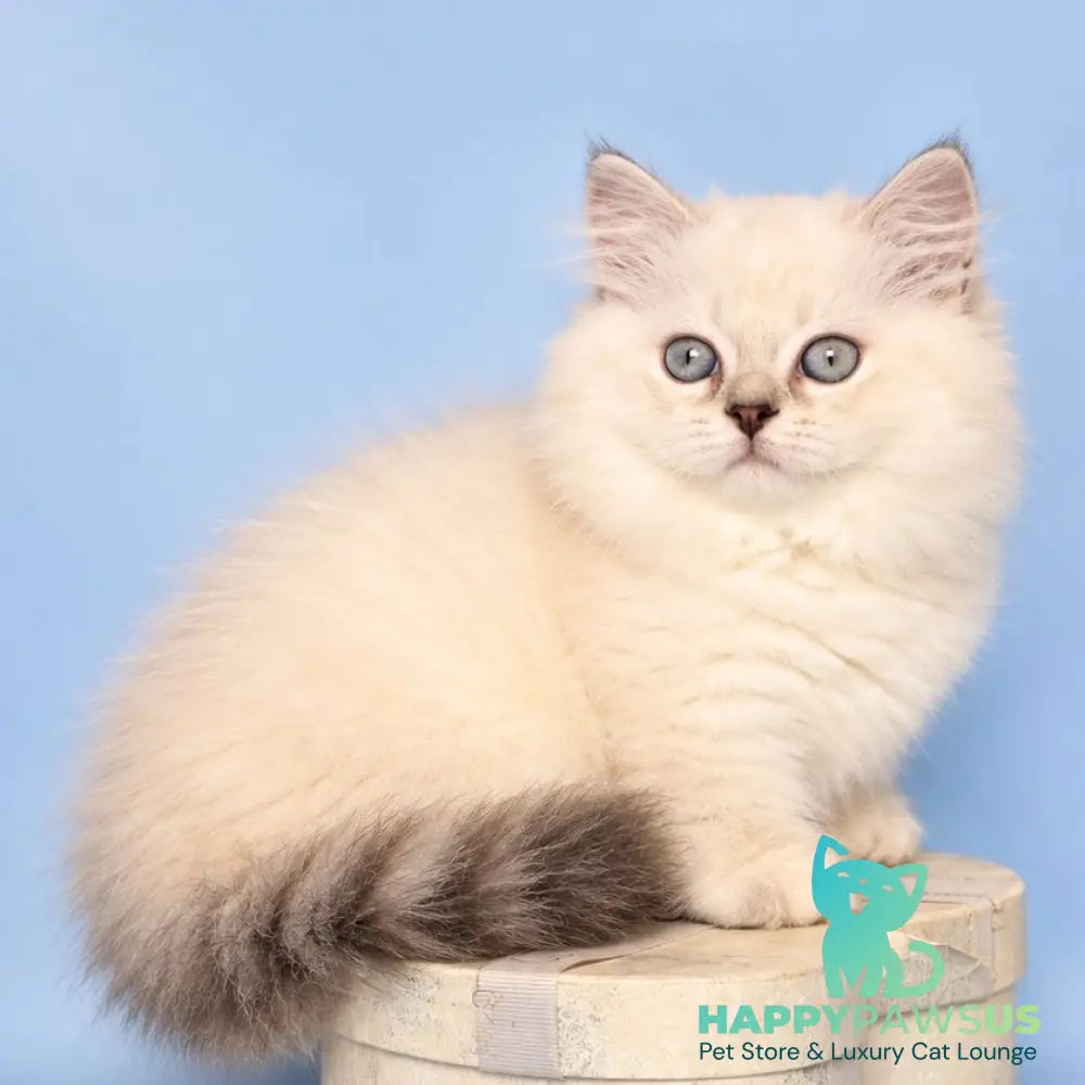 Diana Munchkin female chocolate silver shaded pointed - live animals