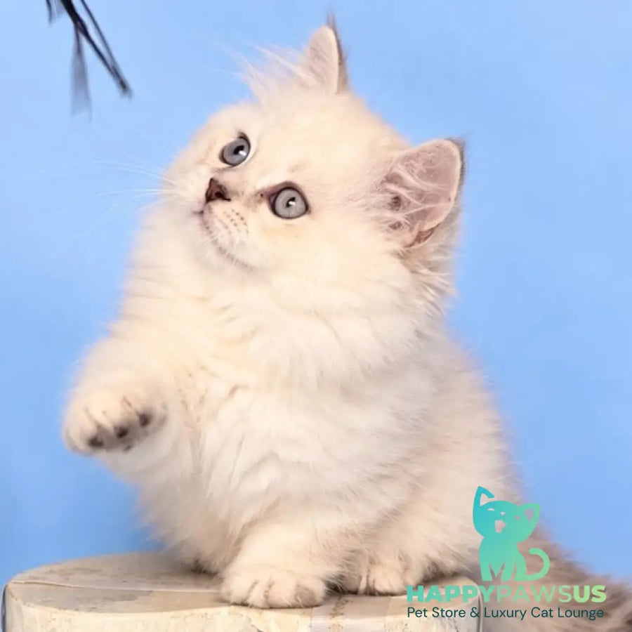 Diana Munchkin female chocolate silver shaded pointed - live animals