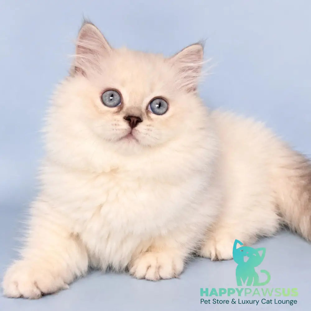 Diana Munchkin female chocolate silver shaded pointed - live animals