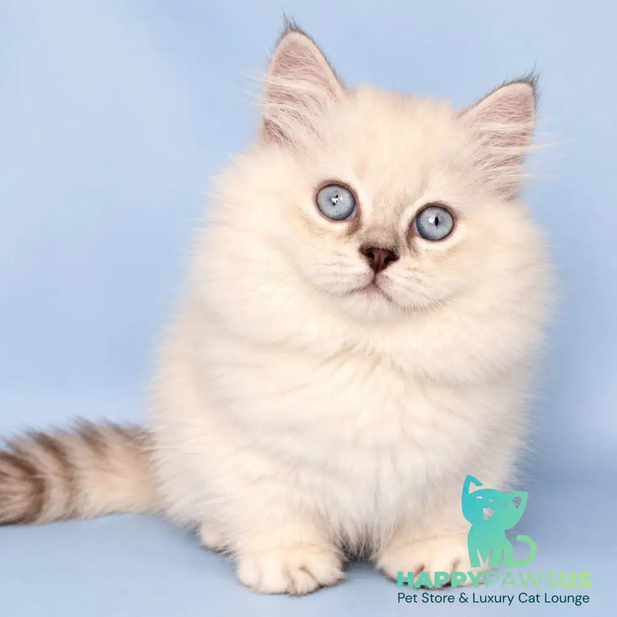 Diana Munchkin female chocolate silver shaded pointed - live animals