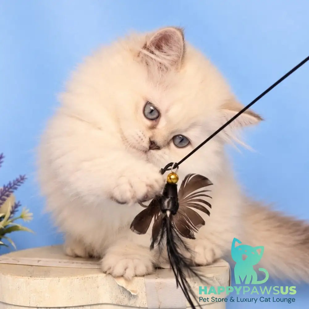 Diana Munchkin female chocolate silver shaded pointed - live animals
