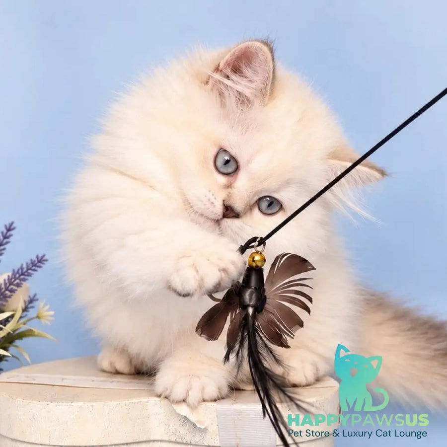 Diana Munchkin female chocolate silver shaded pointed - live animals
