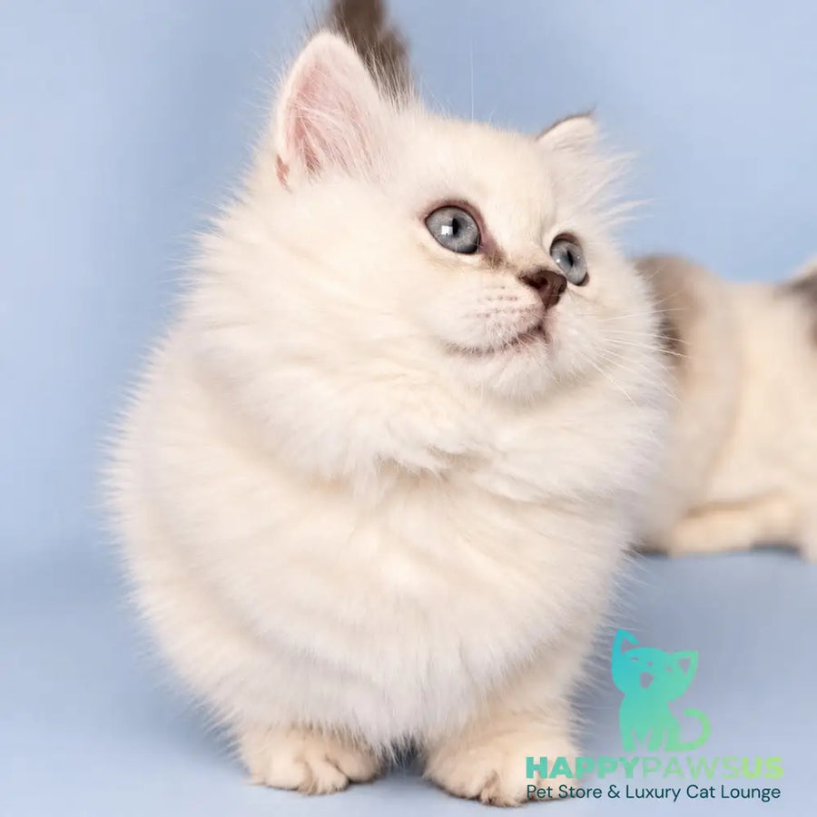 Diana Munchkin female chocolate silver shaded pointed - live animals