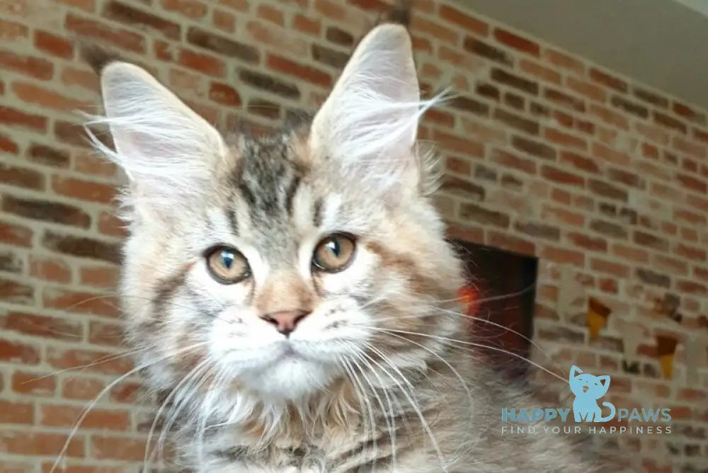 Diana Princess Maine Coon female black tortie spotted tabby live animals
